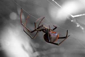 A Black Widow Spider hangs from a web outside a house in Twin Lake, Michigan.